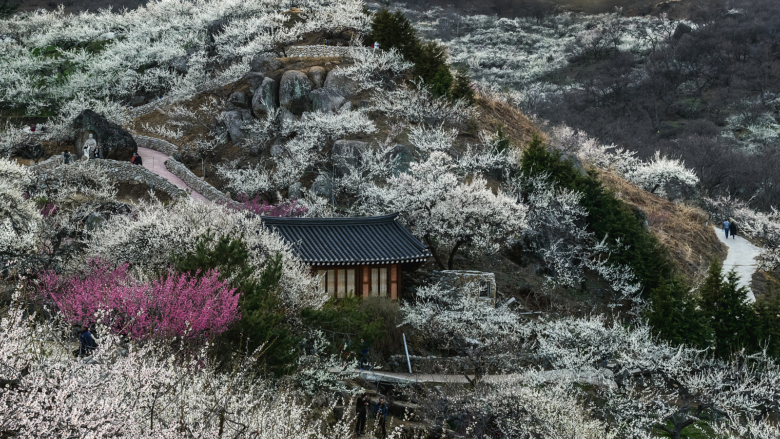 Nikon D800 sample photo. Plum blossom village photography