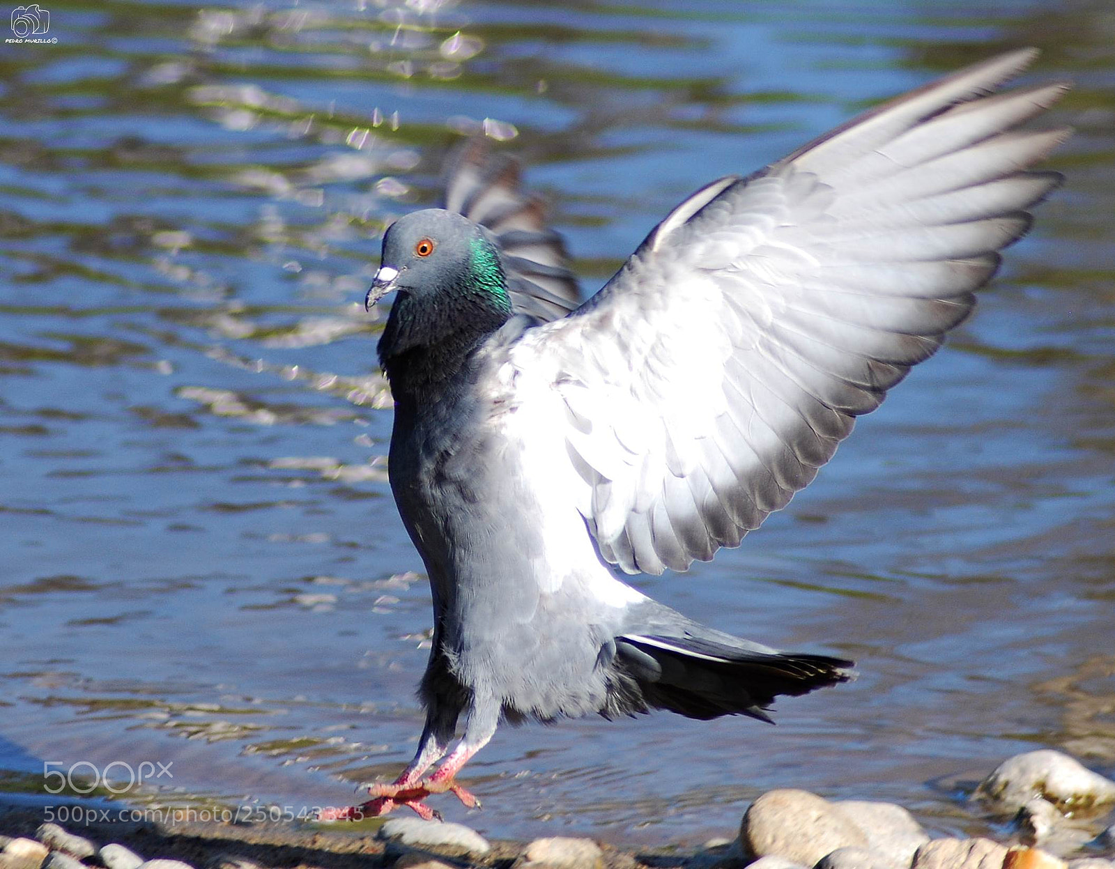 Nikon D60 sample photo. Untitled photography