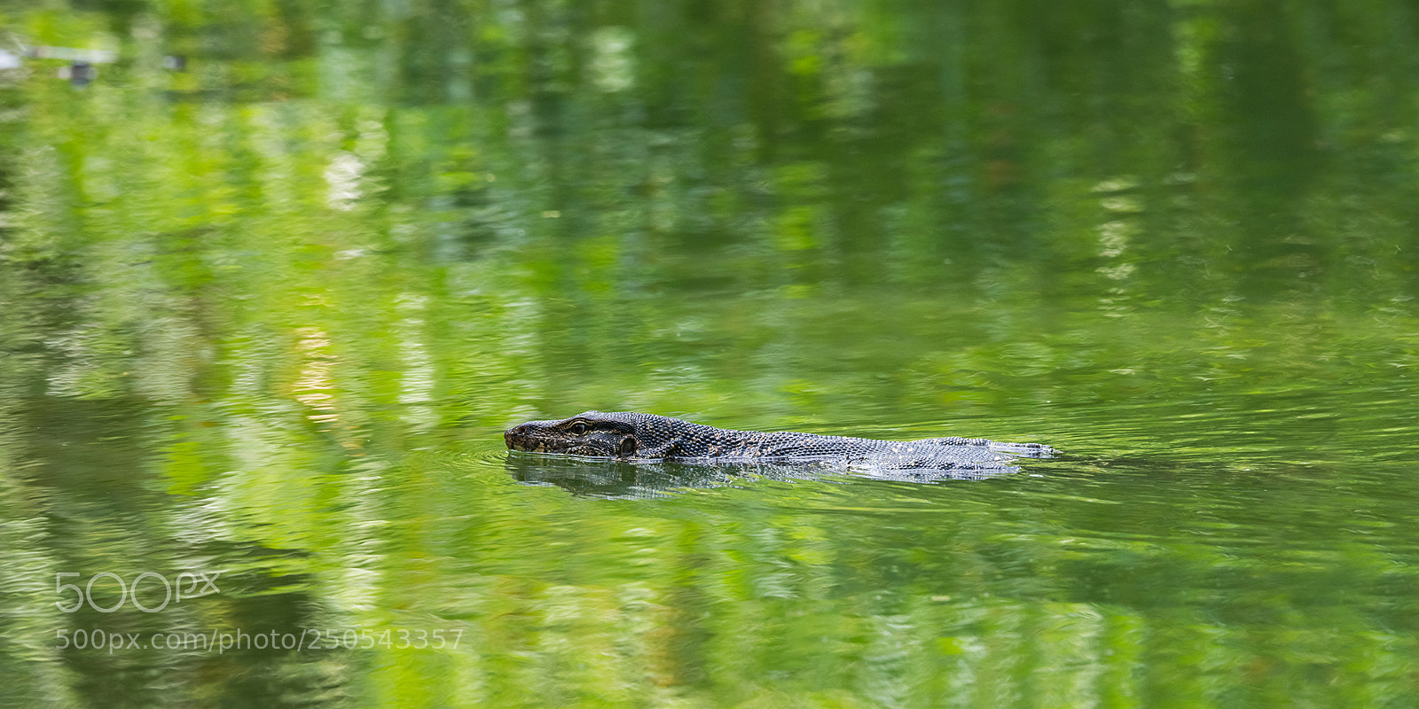 Sony a99 II sample photo. Swimming water monitor lizard photography