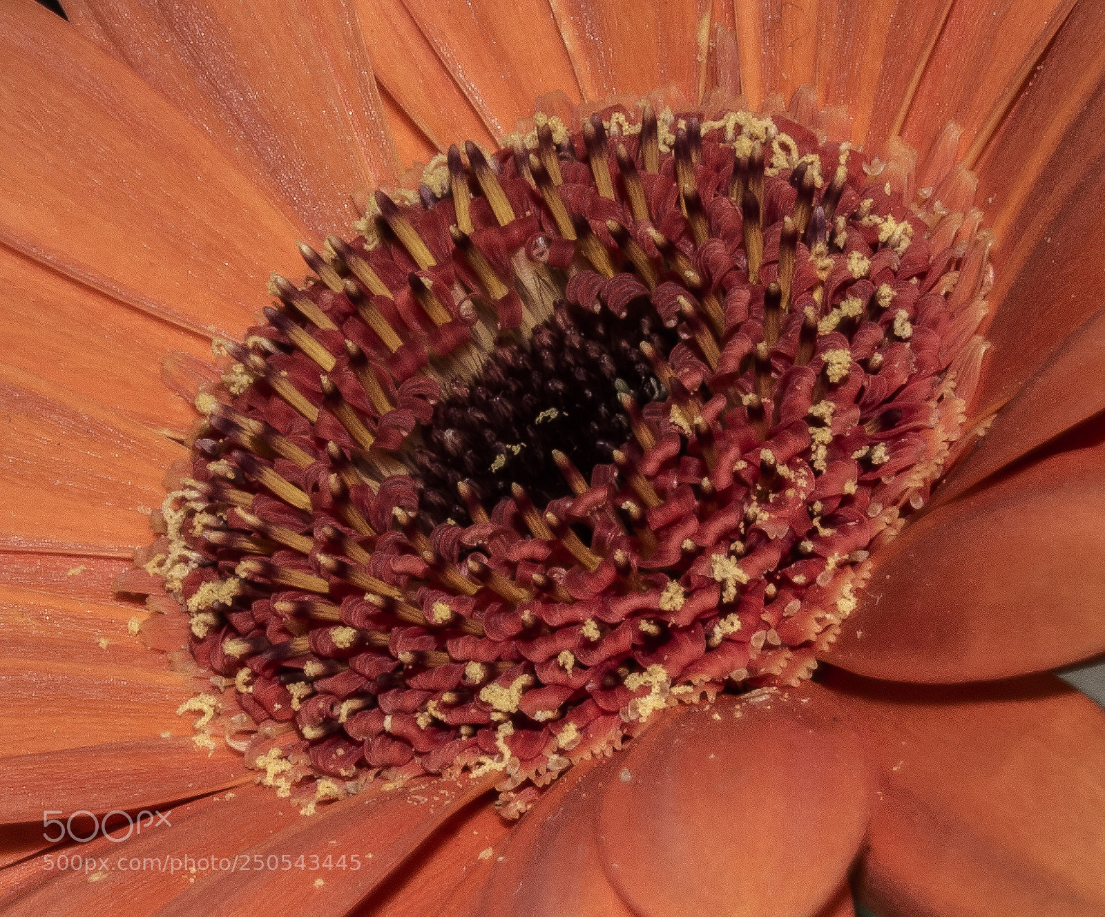 Nikon D5200 sample photo. Macro.. photography