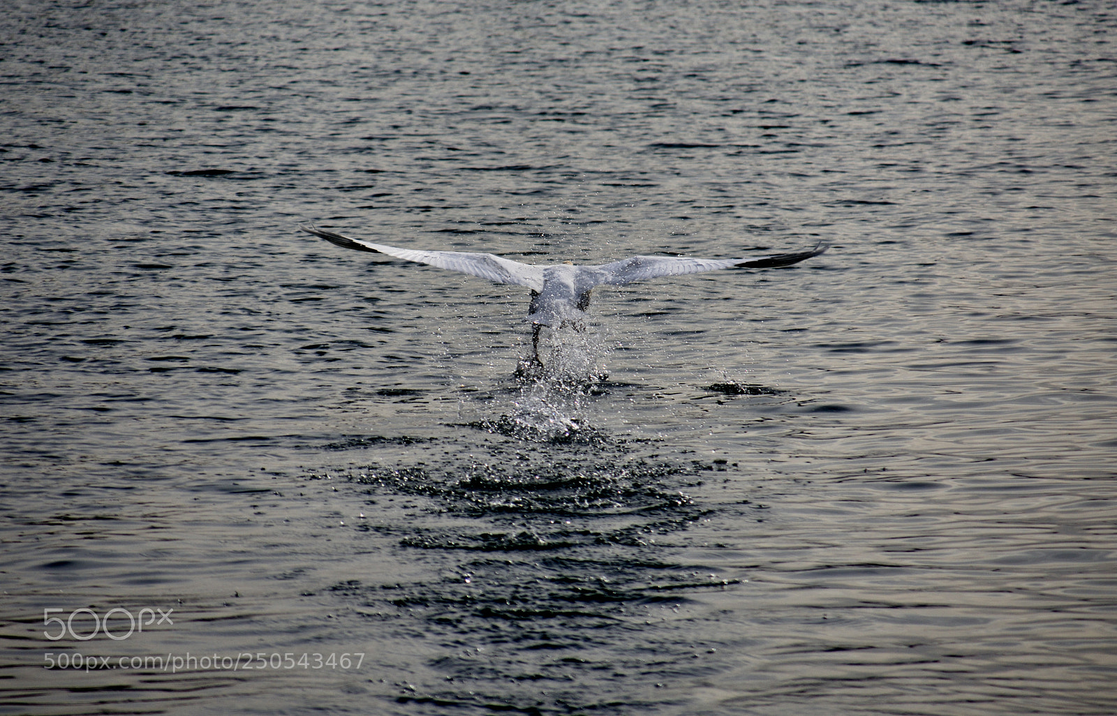 Nikon D3400 sample photo. Fly away photography