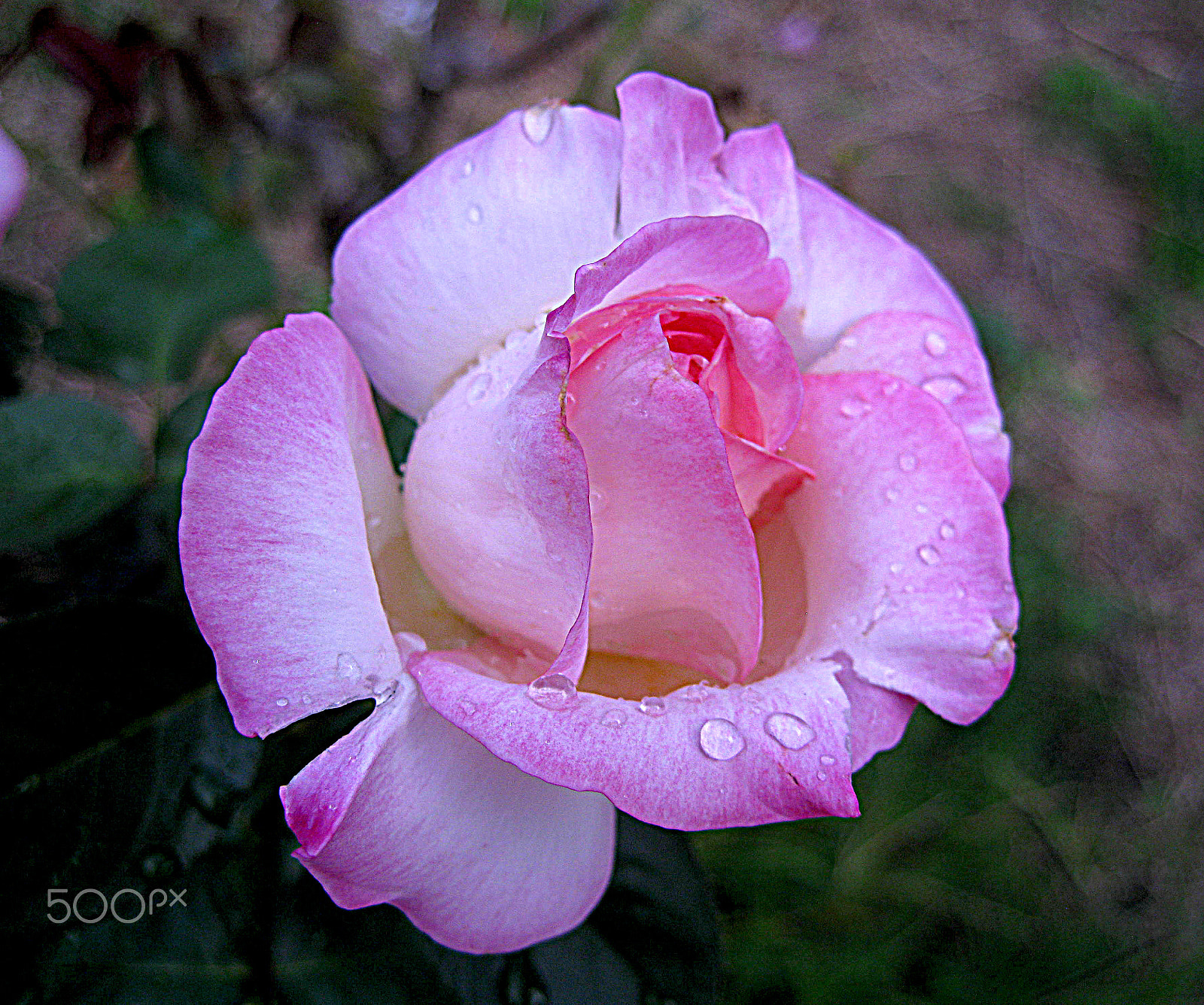 Canon DIGITAL IXUS 960 IS sample photo. Princess de monaco rose photography