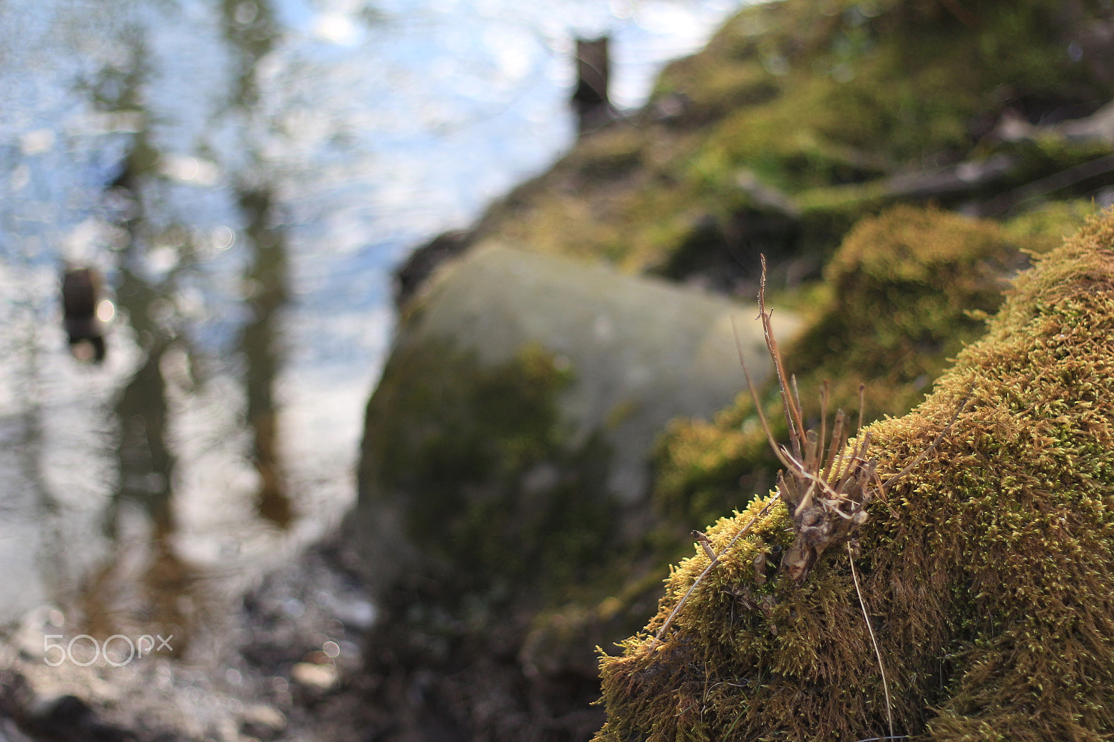 Canon EOS 700D (EOS Rebel T5i / EOS Kiss X7i) + Canon EF 50mm F1.8 II sample photo. Corner moss photography
