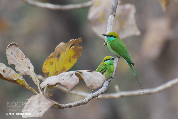 Nikon D3100 sample photo. Green bee-eater photography