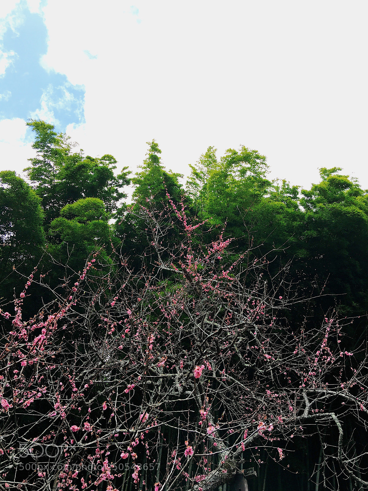 Apple iPhone 6s Plus sample photo. Ｐlum photography
