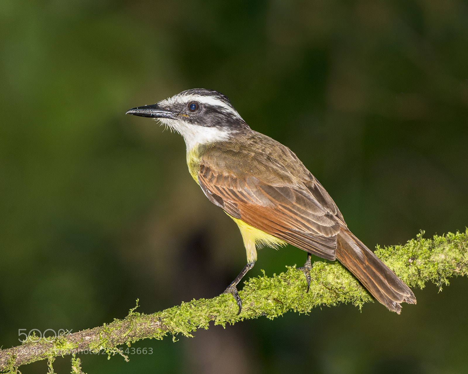 Nikon D4 sample photo. Great kiskadee photography