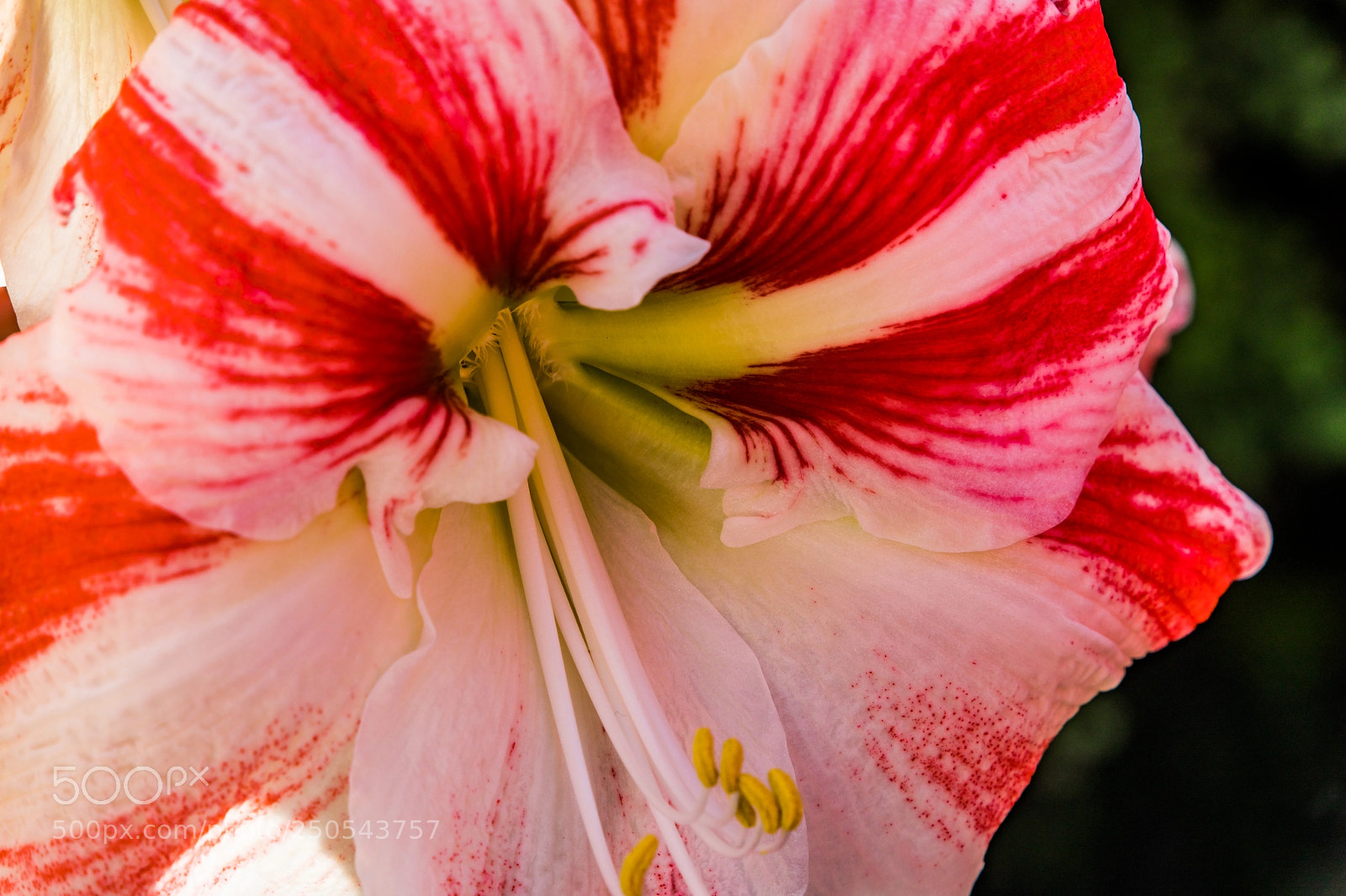 Canon EOS 5D Mark IV sample photo. Strawberry cream reminder photography