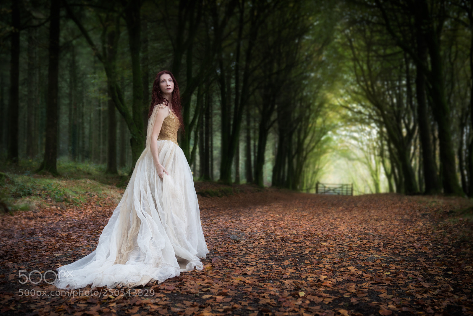 Canon EOS 5D Mark IV sample photo. Autumn woods photography