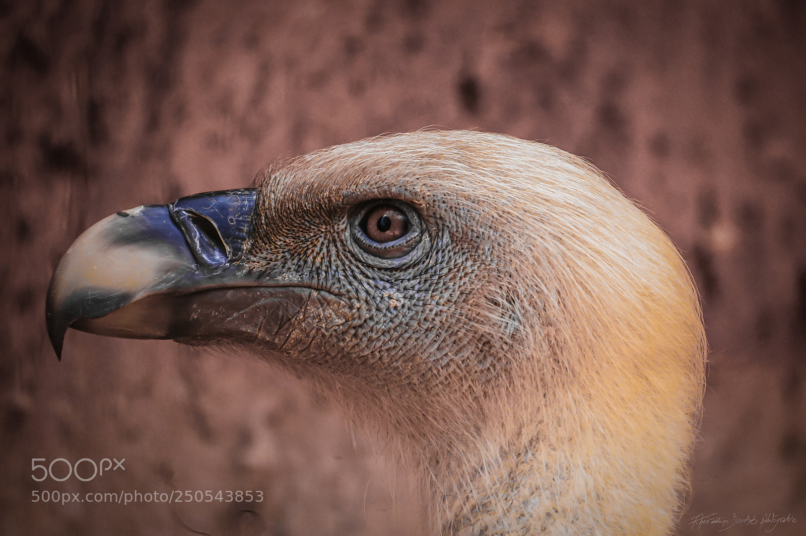 Sony Alpha a5000 (ILCE 5000) sample photo. Profile of a vulture photography