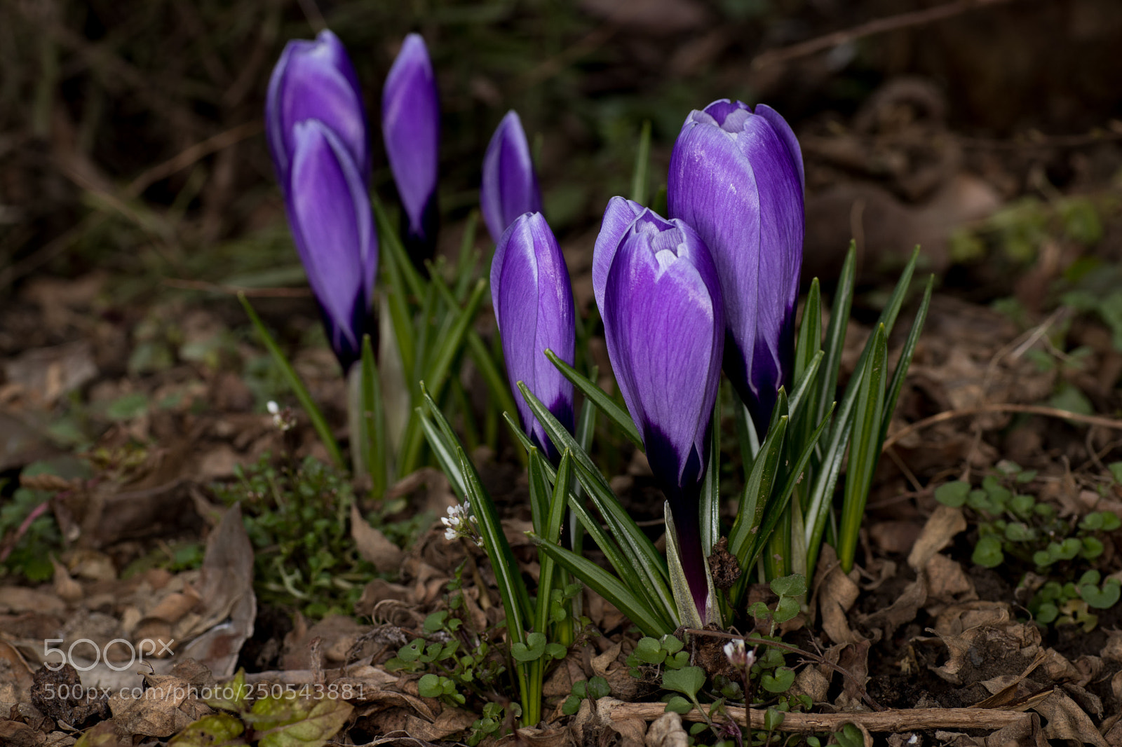 Canon EOS 80D sample photo. Spring is back photography