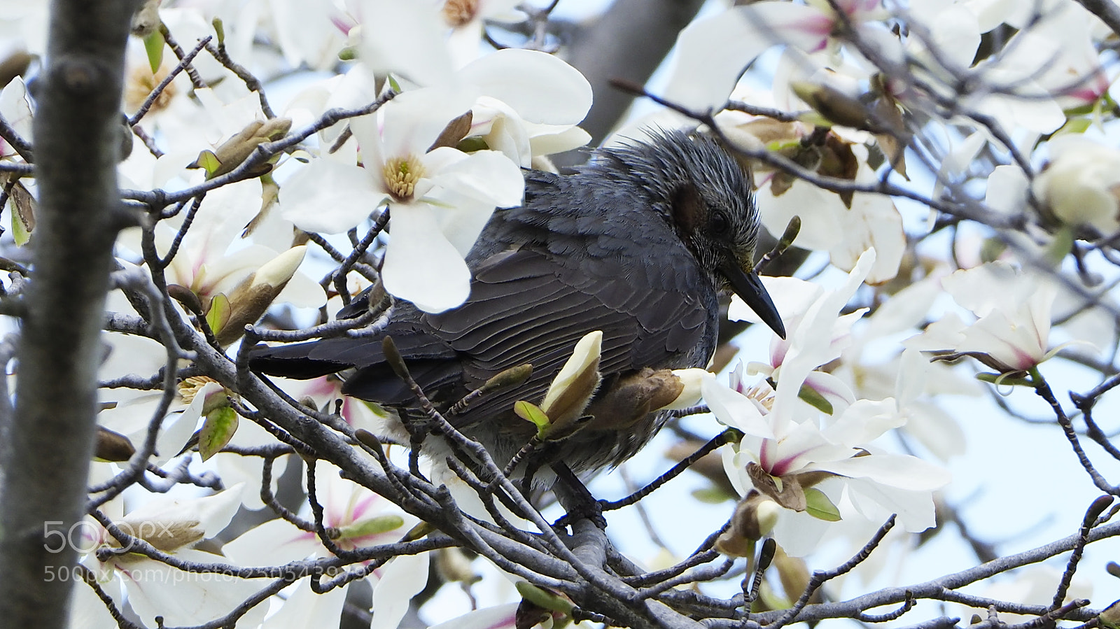Olympus OM-D E-M1 Mark II sample photo. Surrounded by flowers photography