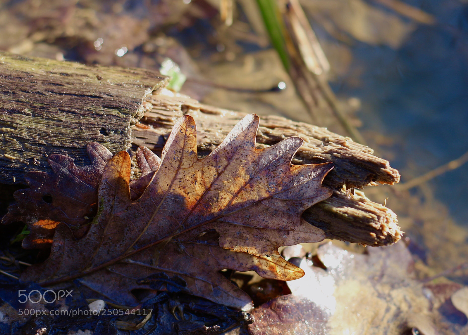 Canon EOS 100D (EOS Rebel SL1 / EOS Kiss X7) sample photo. Walking in the forest... photography