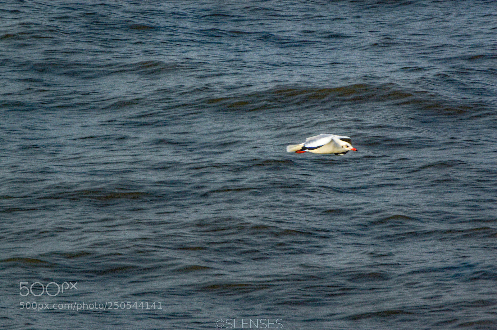 Nikon D3200 sample photo. #dornier photography
