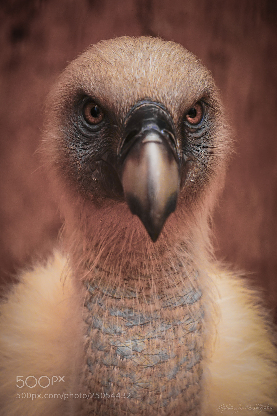 Sony Alpha a5000 (ILCE 5000) sample photo. Portrait of a vulture photography
