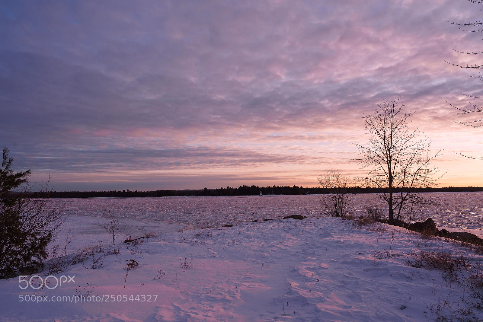 Sony a7R III sample photo. Painting in pink photography