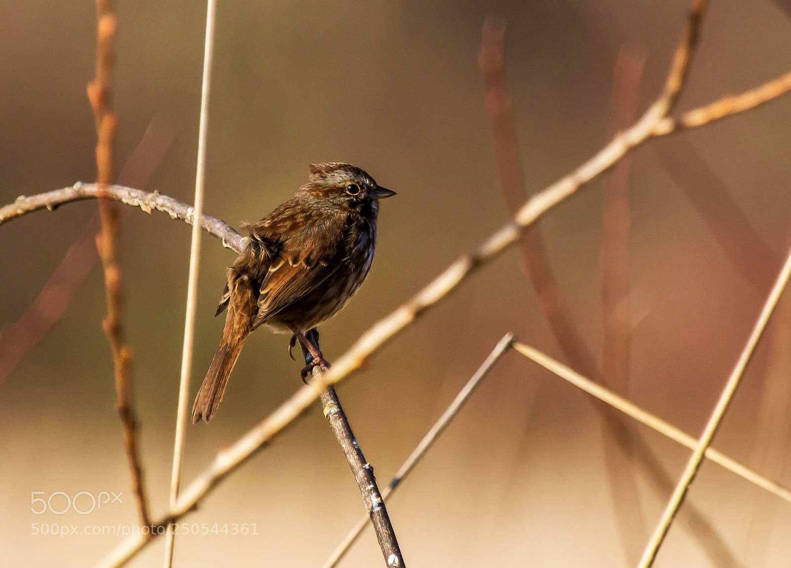 Canon EOS 700D (EOS Rebel T5i / EOS Kiss X7i) sample photo. Sparrow photography