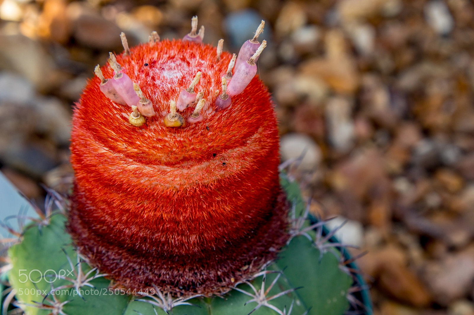 Canon EOS 5D Mark IV sample photo. Contrasted tip photography
