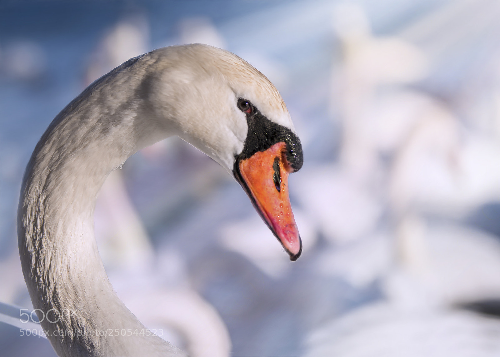 Nikon D810 sample photo. Not shy photography