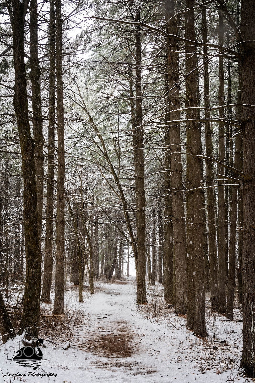 Nikon D5200 sample photo. Pine trail snowfall photography