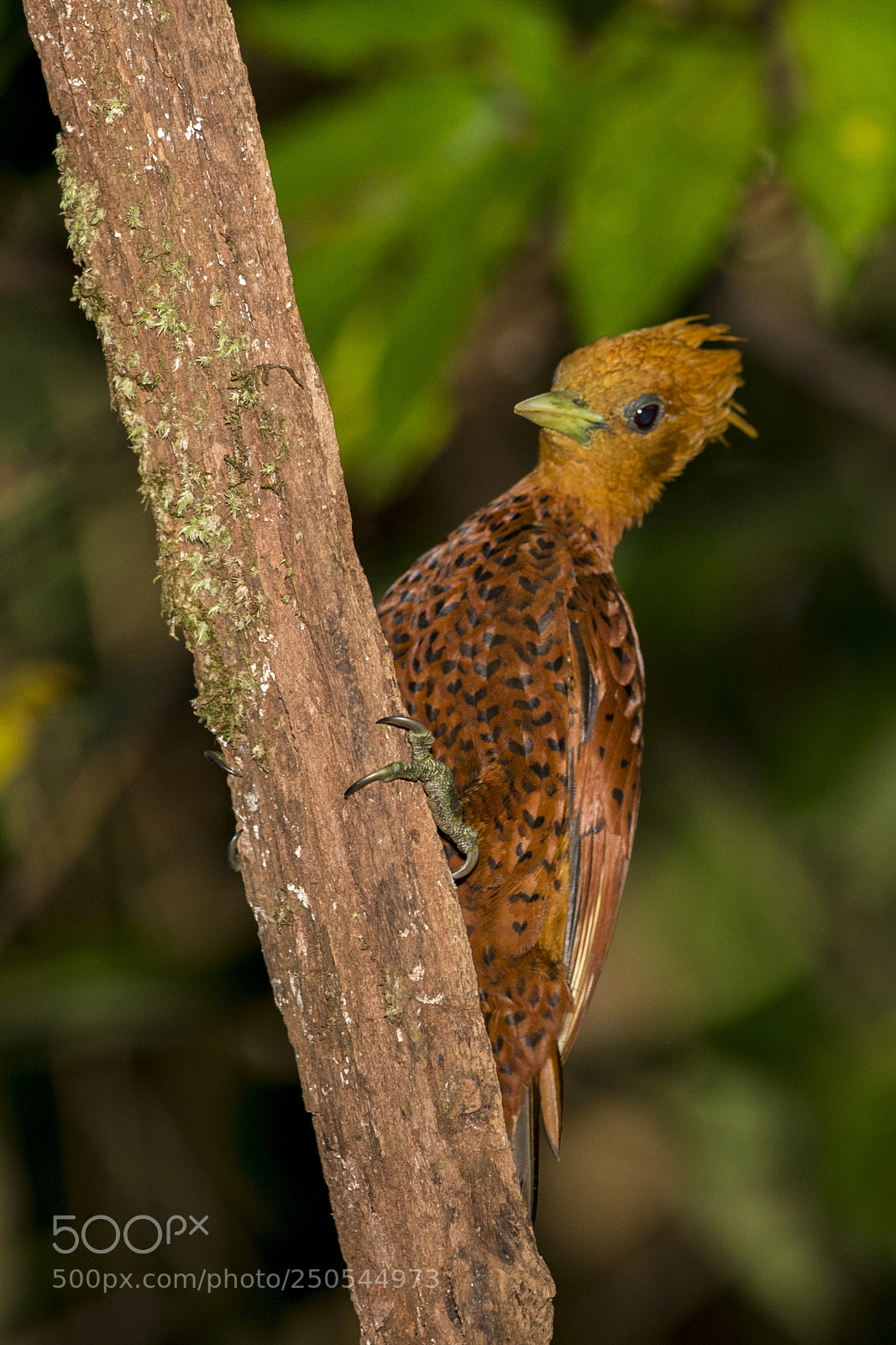 Nikon D4 sample photo. Chestnut-colorer woodpecker -female photography