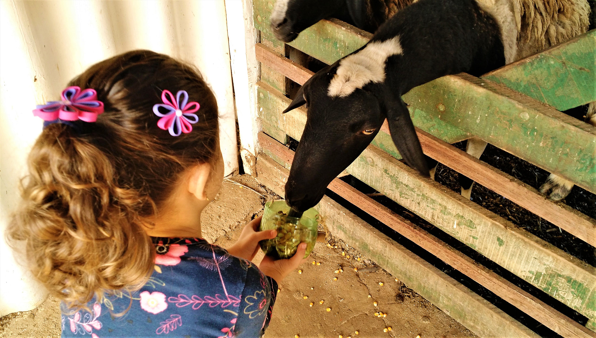 Motorola Moto X (2nd Gen) sample photo. The child and the goat photography