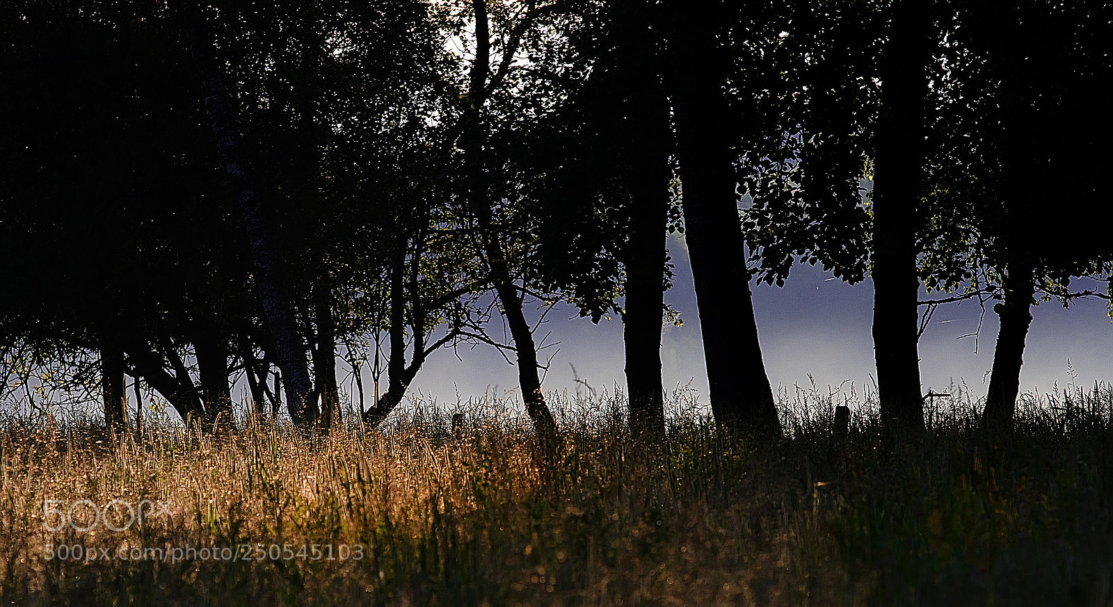 Canon EOS 7D sample photo. Sous-bois matinal photography