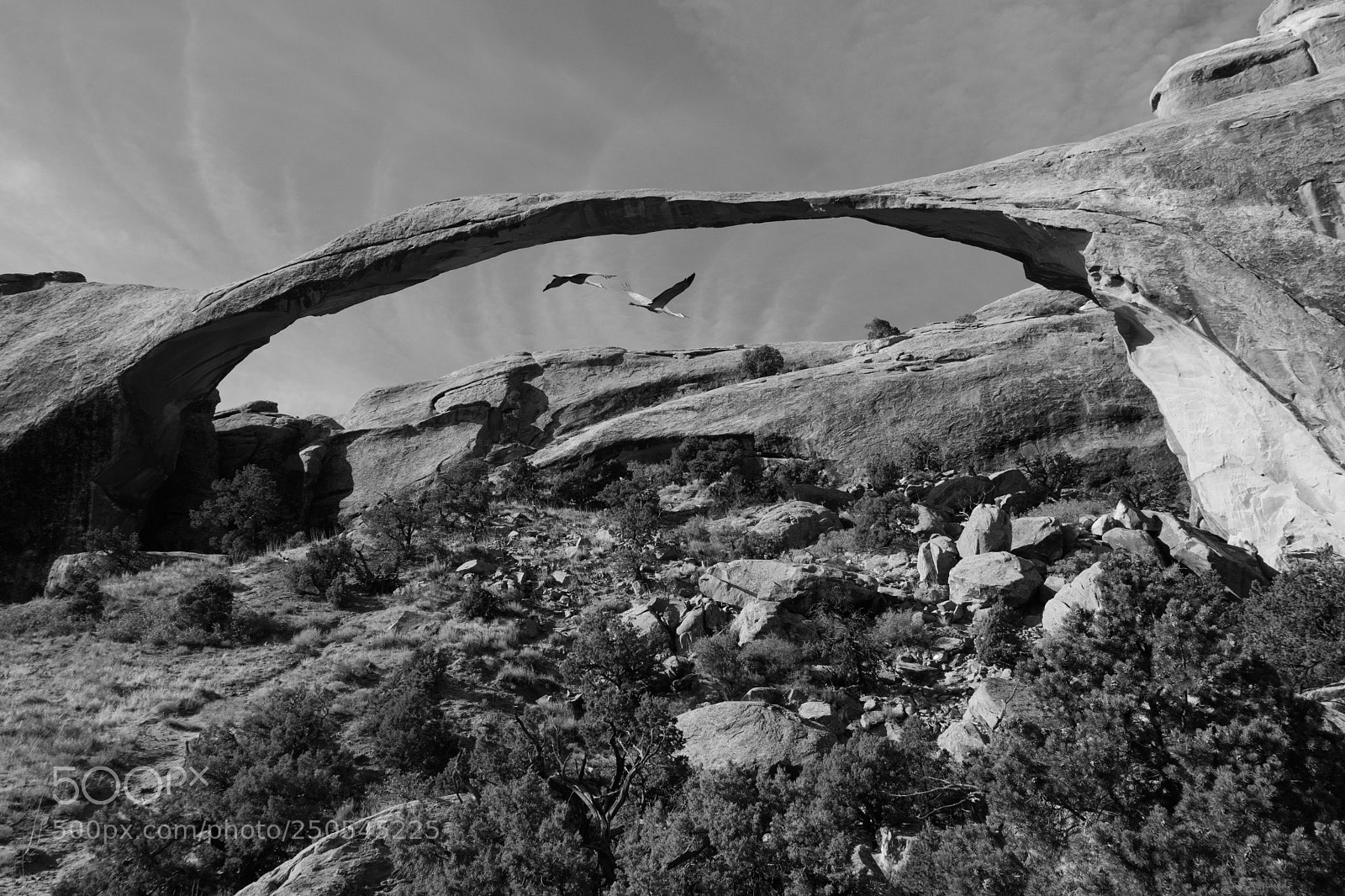 Nikon D500 sample photo. Garden bridge with sandhill photography