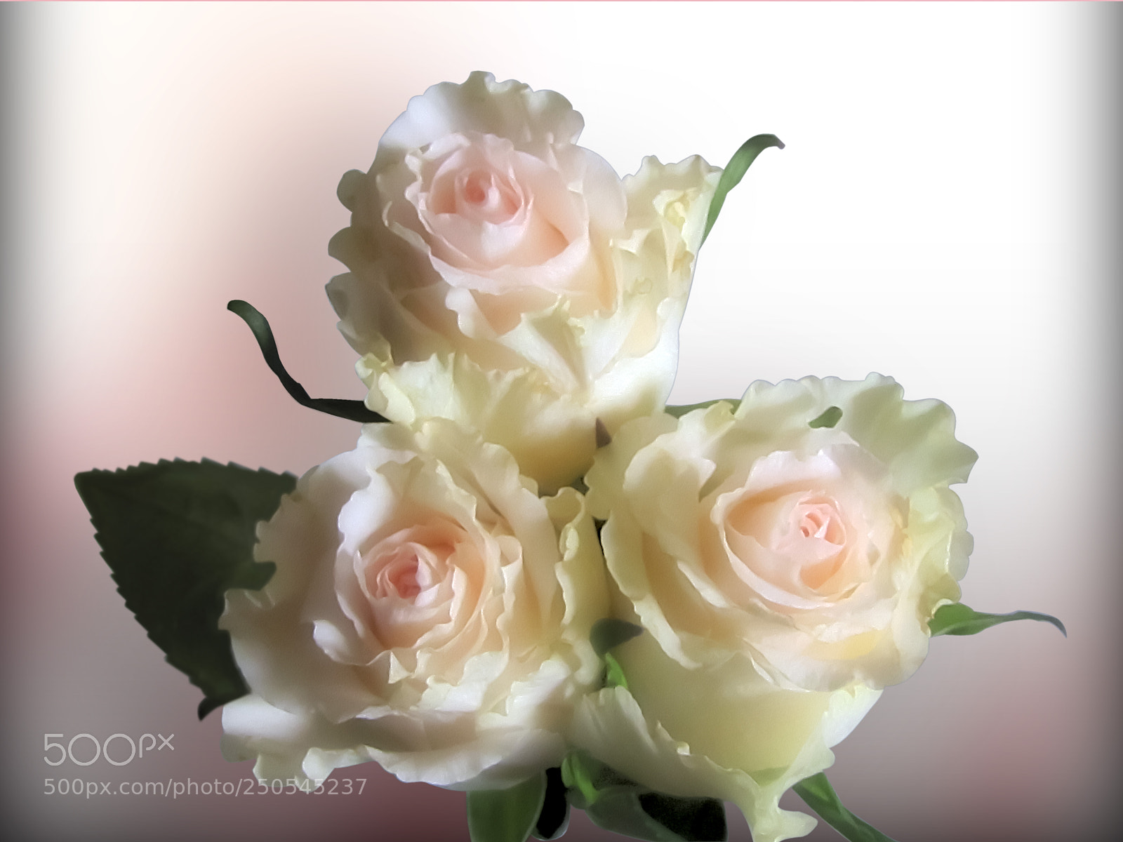 Canon PowerShot SX20 IS sample photo. Pink roses photography
