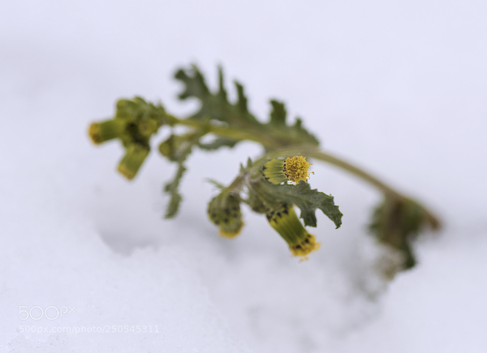 Nikon D3200 sample photo. Winter vs. spring photography