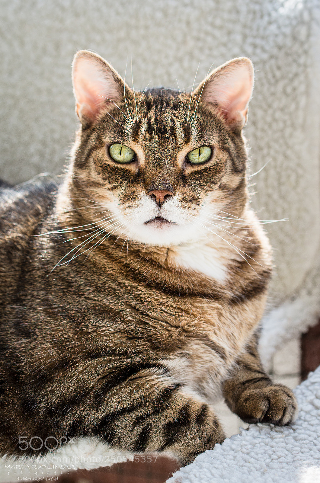 Nikon D7100 sample photo. Bambi photography
