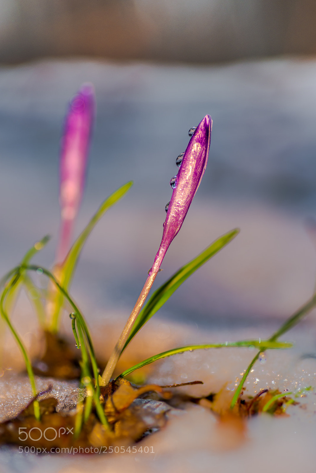 Nikon D610 sample photo. Untitled photography