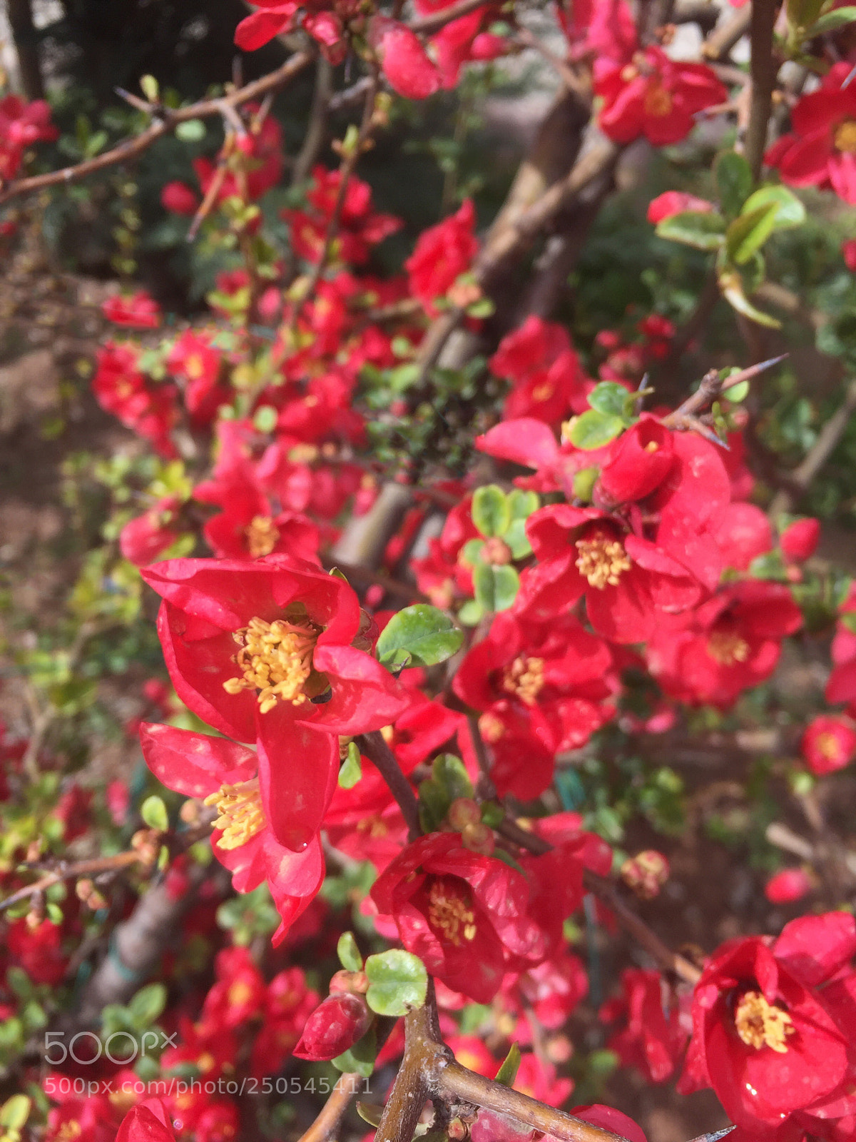 Apple iPhone 6 sample photo. Spring flowers. photography