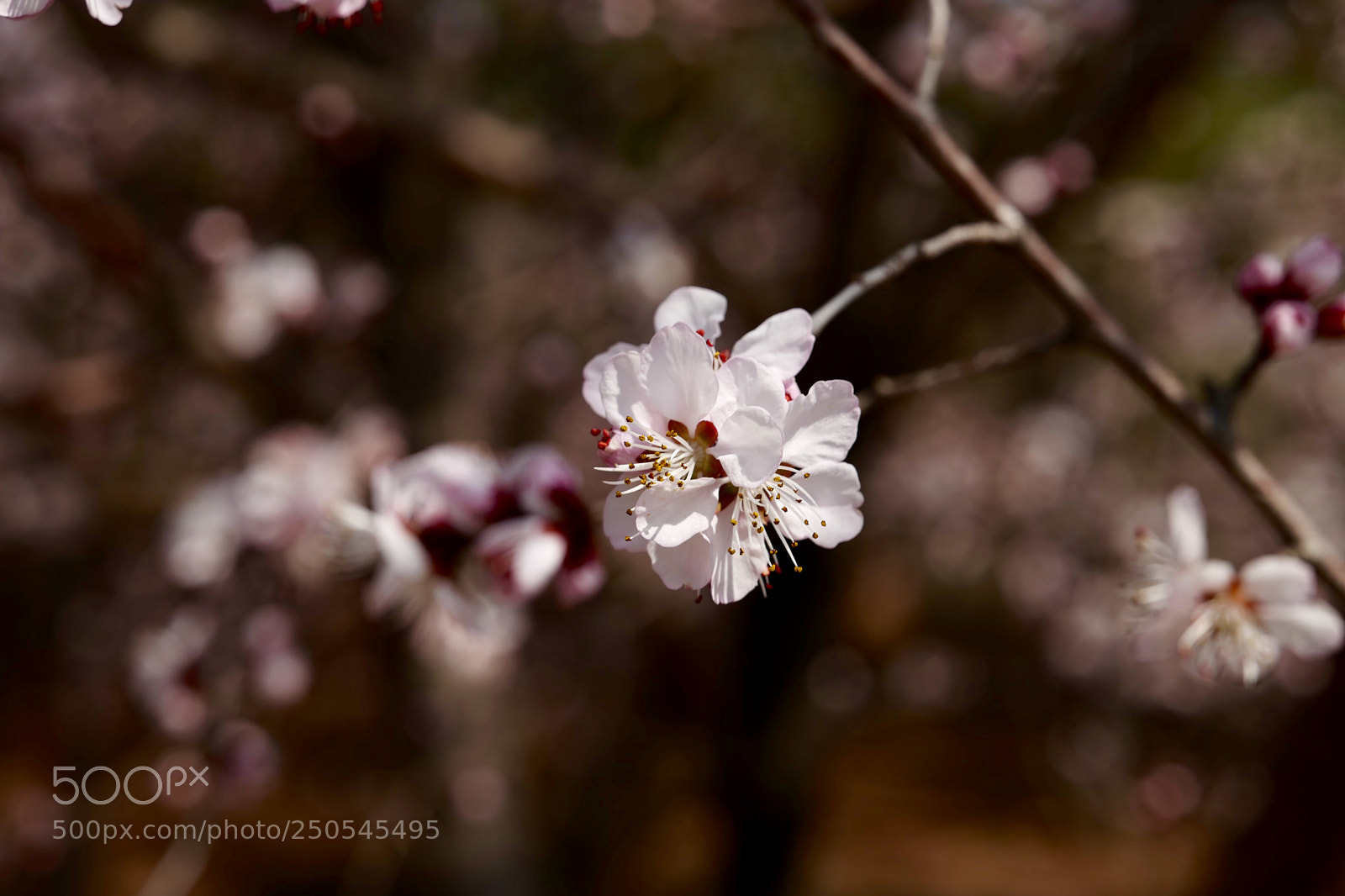 Leica SL (Typ 601) sample photo. Untitled photography