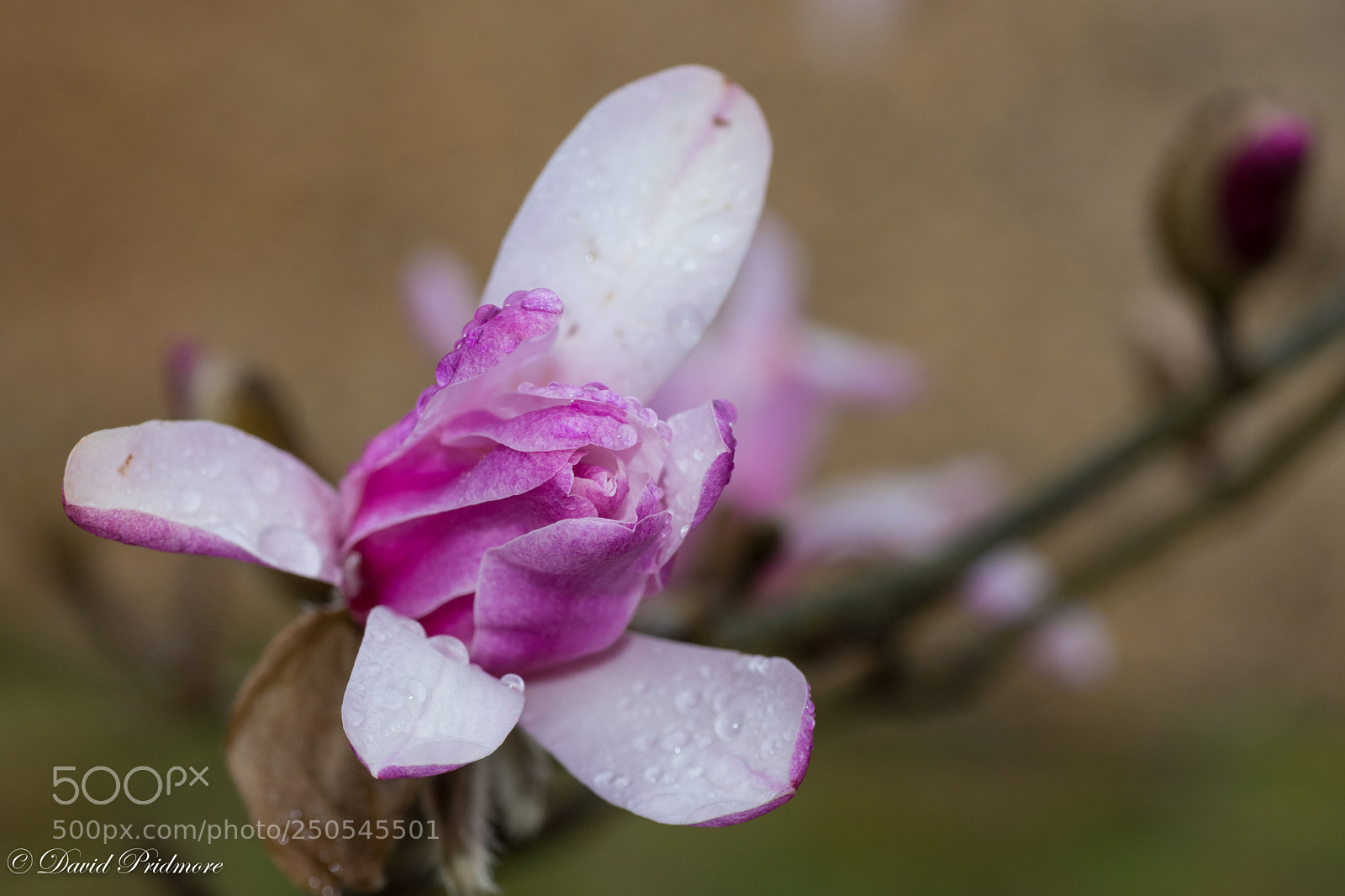 Nikon D7200 sample photo. Magnolia photography