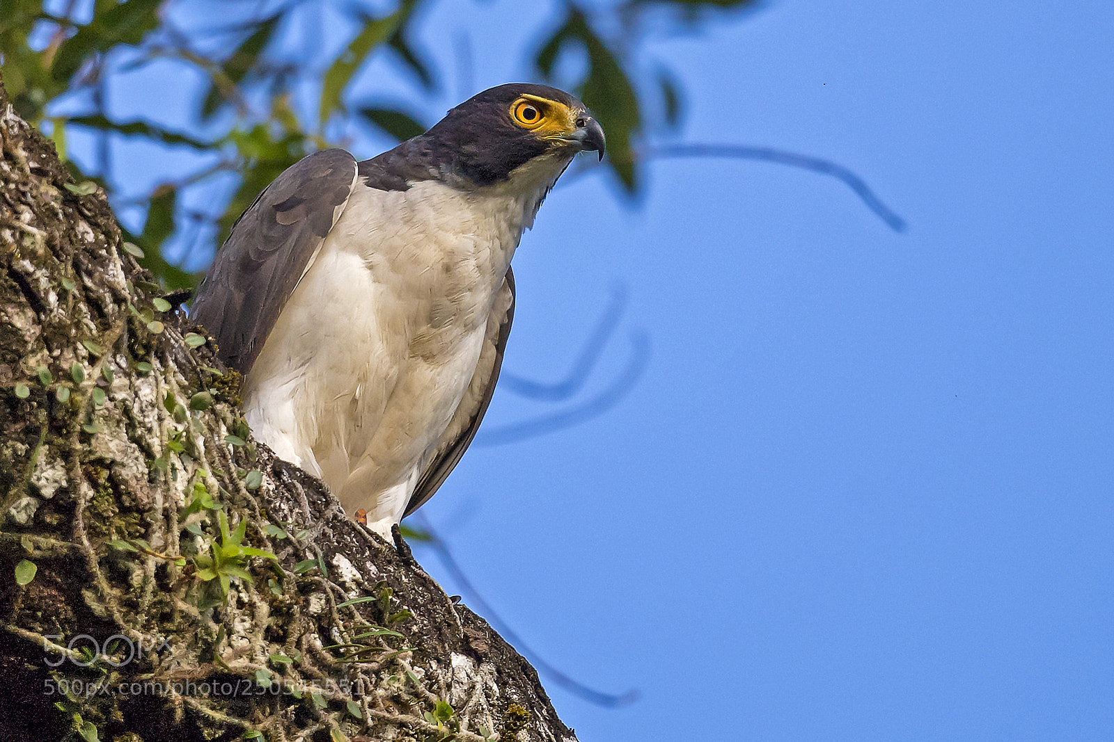 Nikon D5 sample photo. Gray-bellied hawk photography