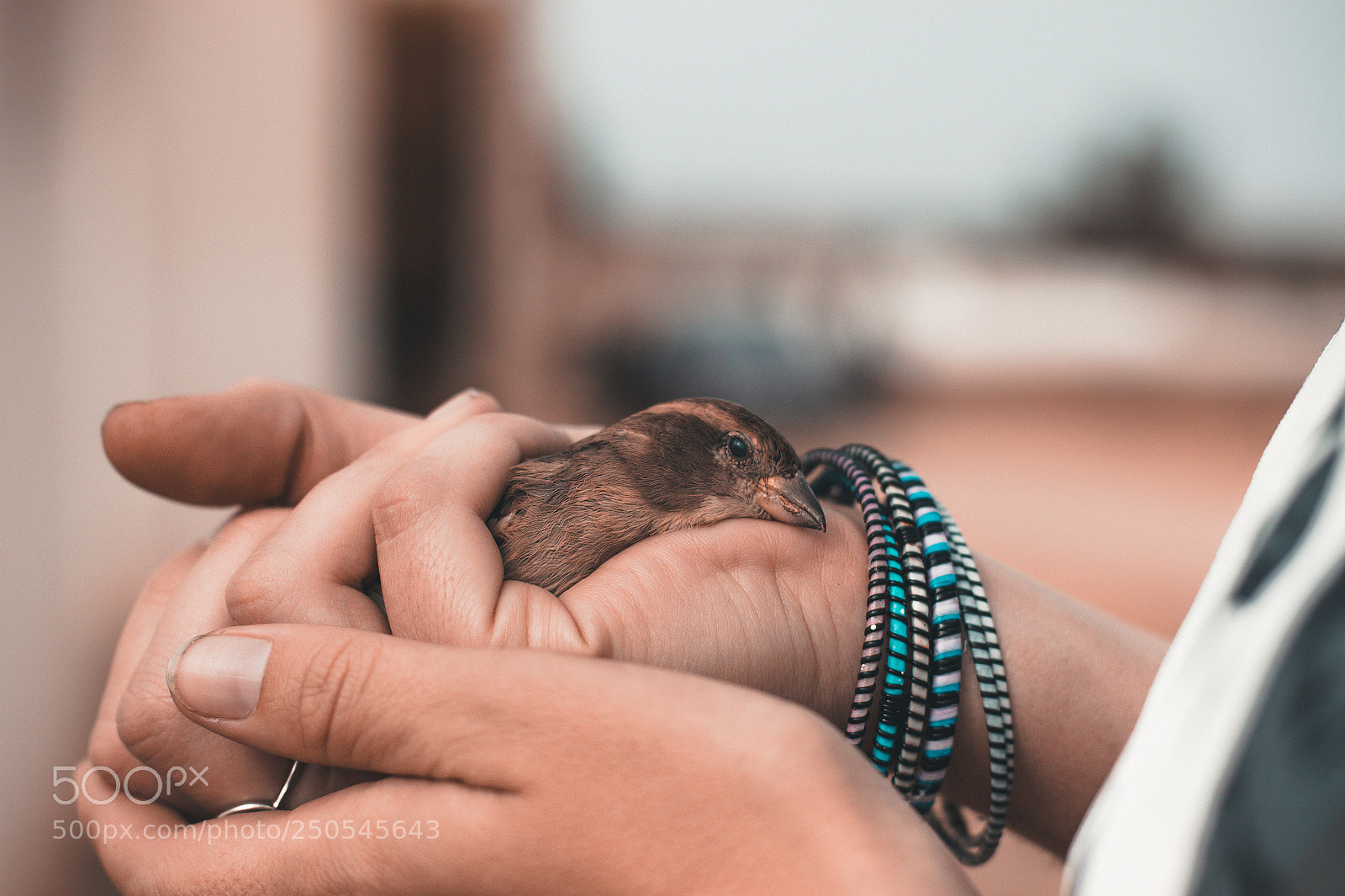Canon EOS 600D (Rebel EOS T3i / EOS Kiss X5) sample photo. Little bird photography