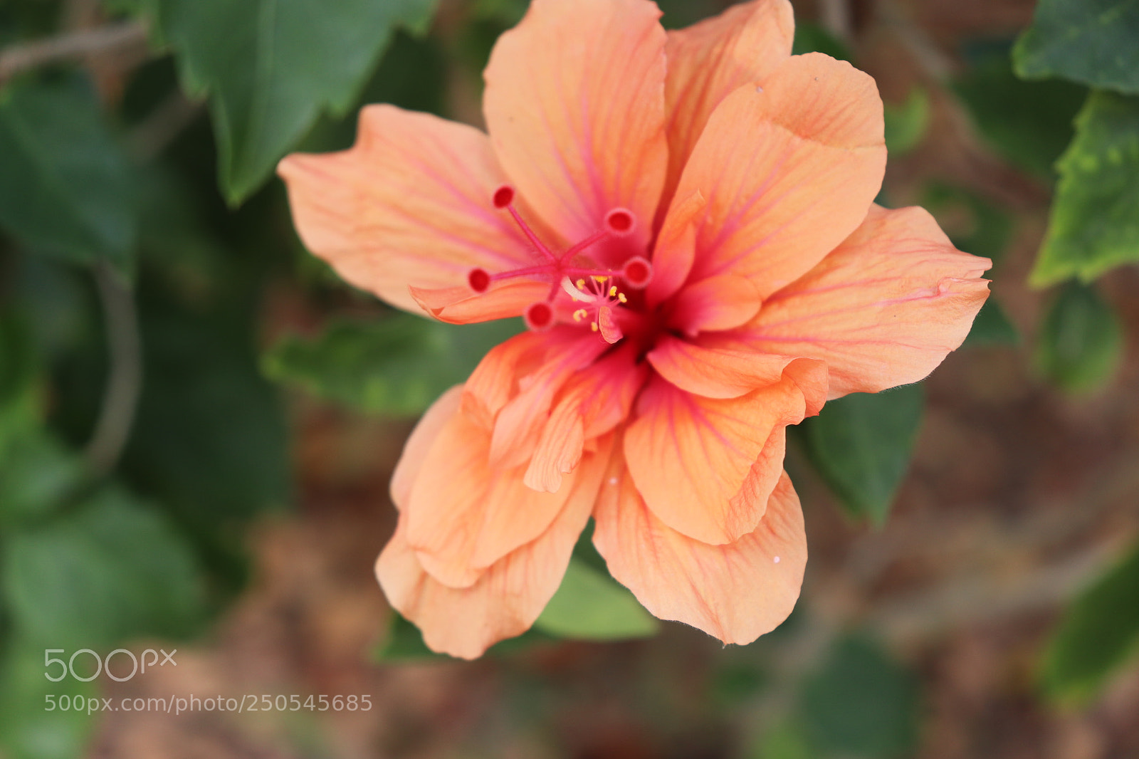 Canon EOS 800D (EOS Rebel T7i / EOS Kiss X9i) sample photo. Wow gradient!! photography