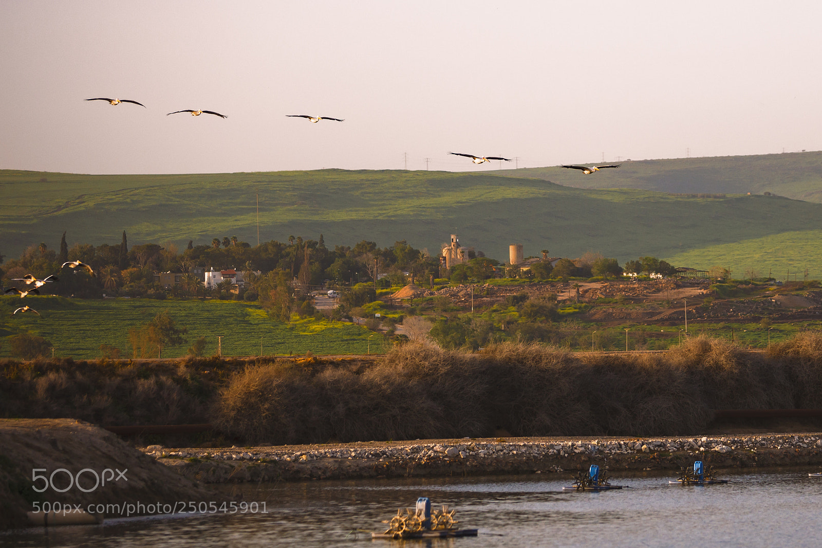 Canon EOS-1Ds Mark III sample photo. Pelicans photography