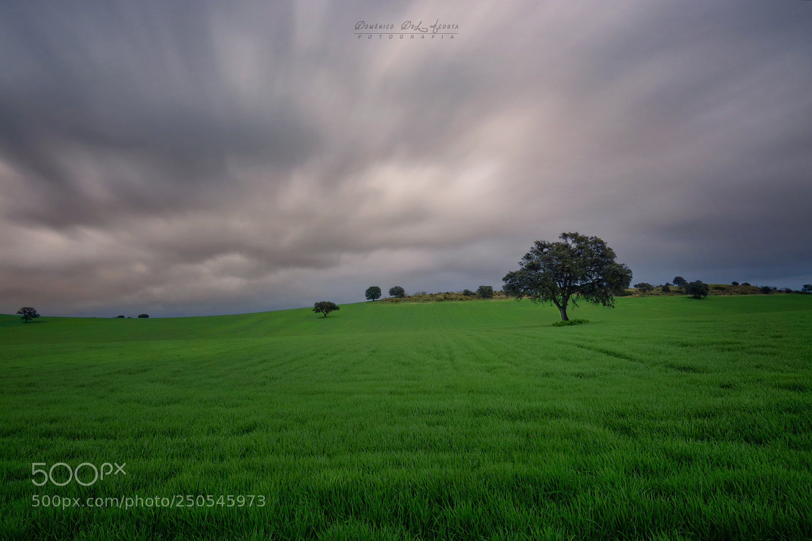 Nikon D7100 sample photo. Dramatic sky tree photography