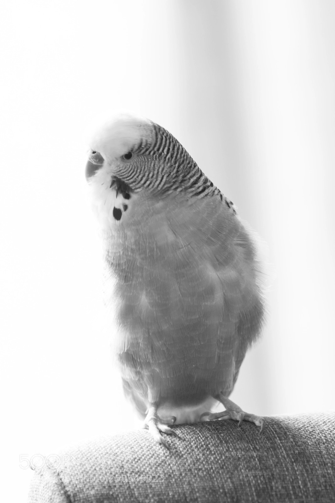 Nikon D7100 sample photo. My little friend photography