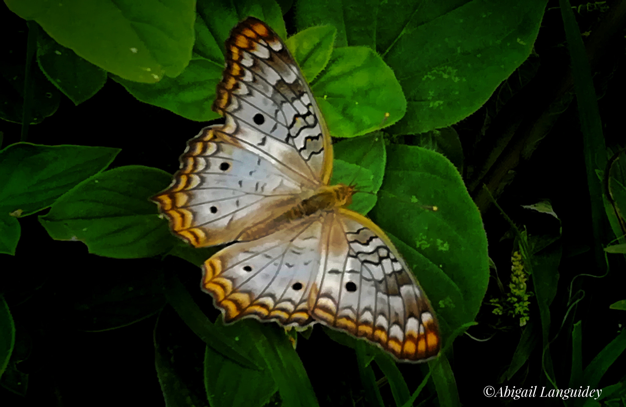 HUAWEI MATE 9 LITE sample photo. Butterfly photography