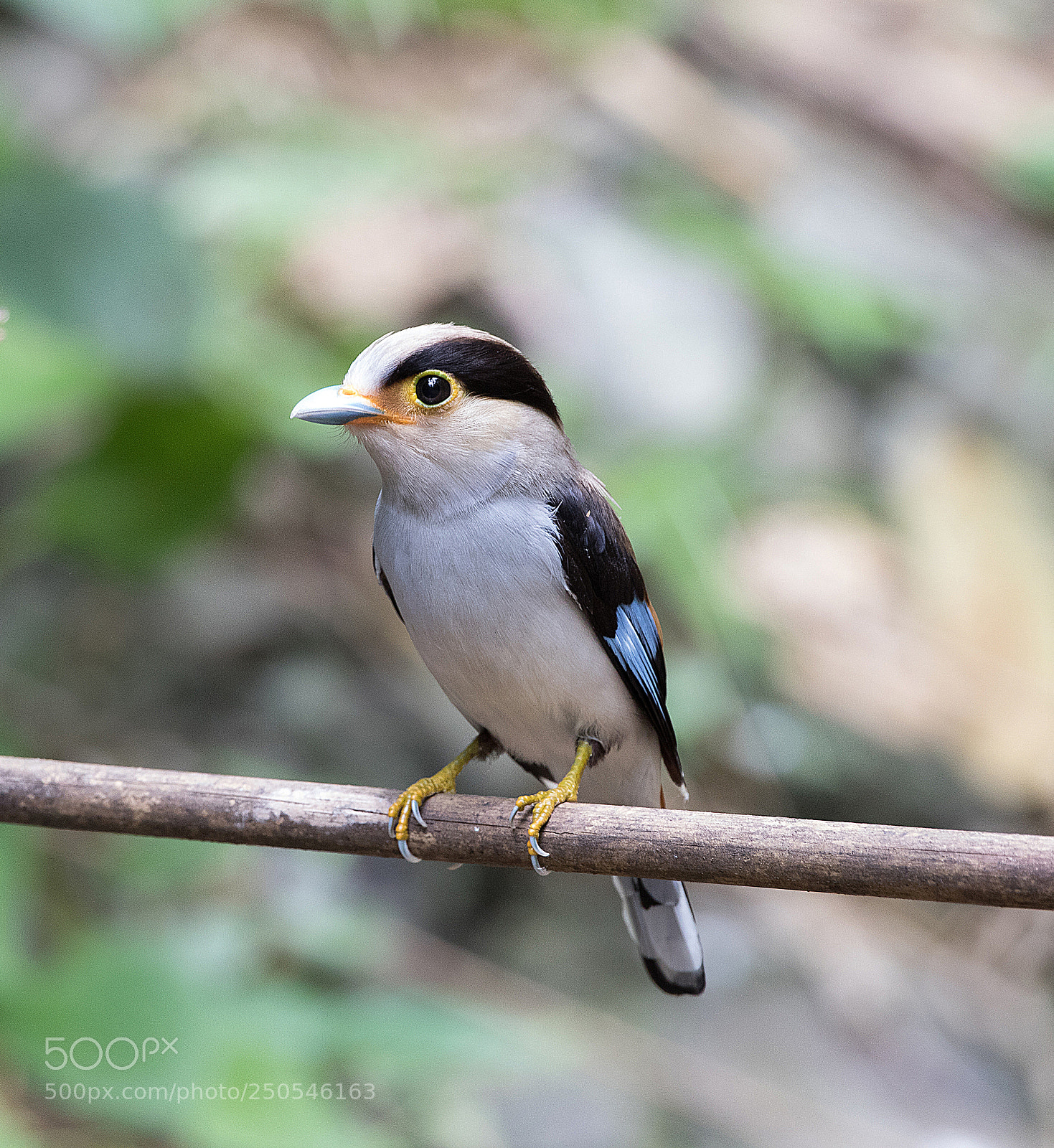 Canon EOS 7D Mark II sample photo. Silver-breasted broadbill photography