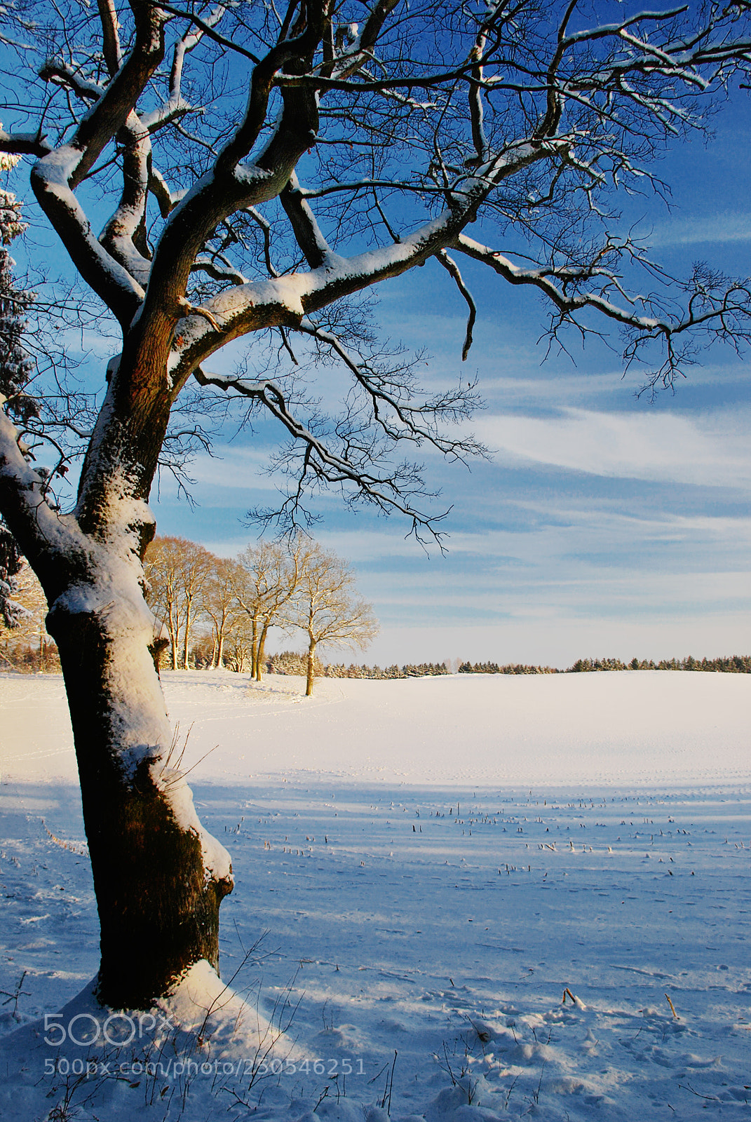 Nikon D80 sample photo. Winter afternoon iii photography