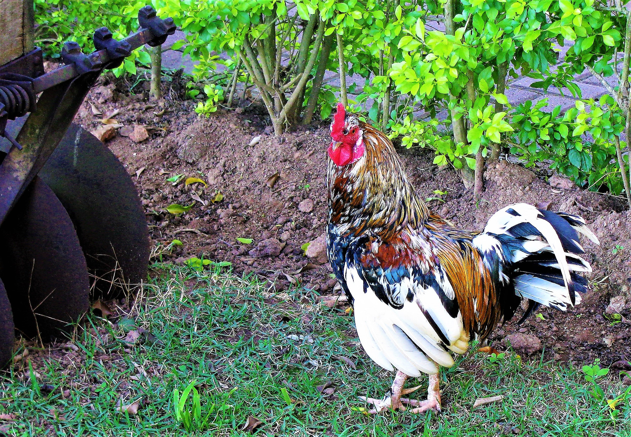 Canon POWERSHOT SX100 IS sample photo. The rooster photography