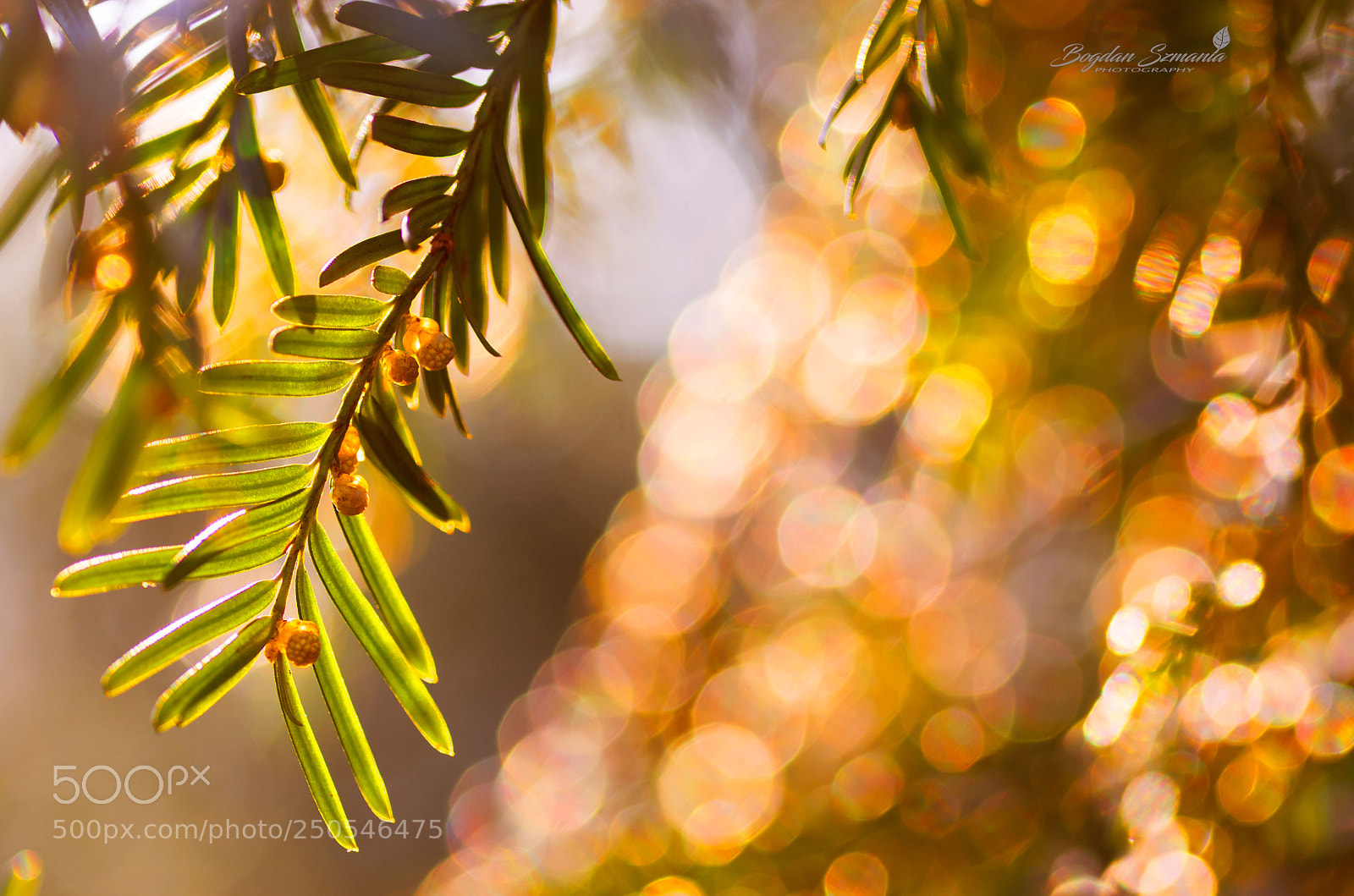 Nikon D5200 sample photo. In the sun photography
