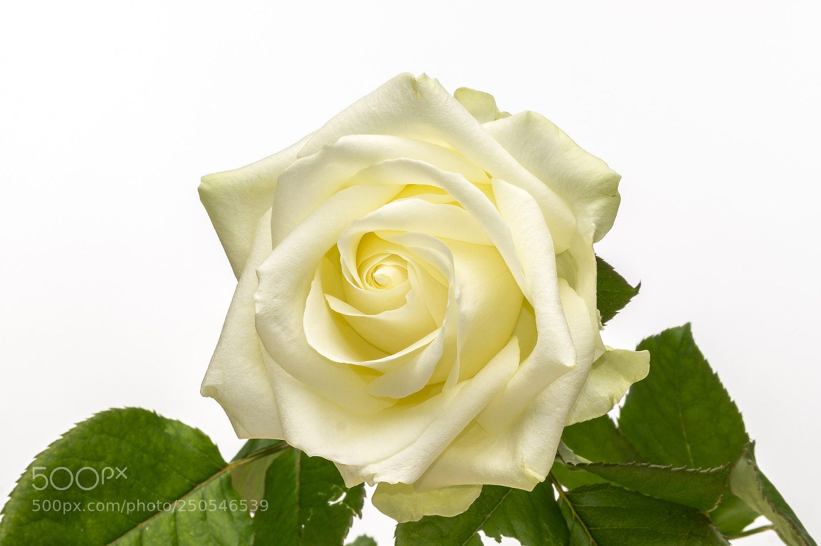Sony SLT-A58 sample photo. Witte roos photography