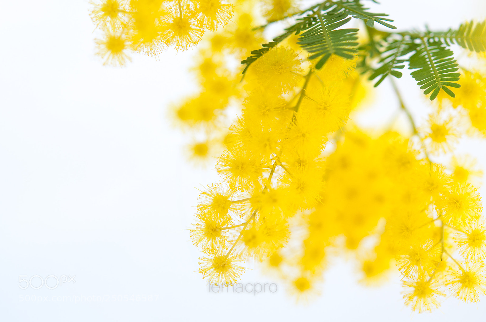 Nikon D90 sample photo. Mimosa...3 photography