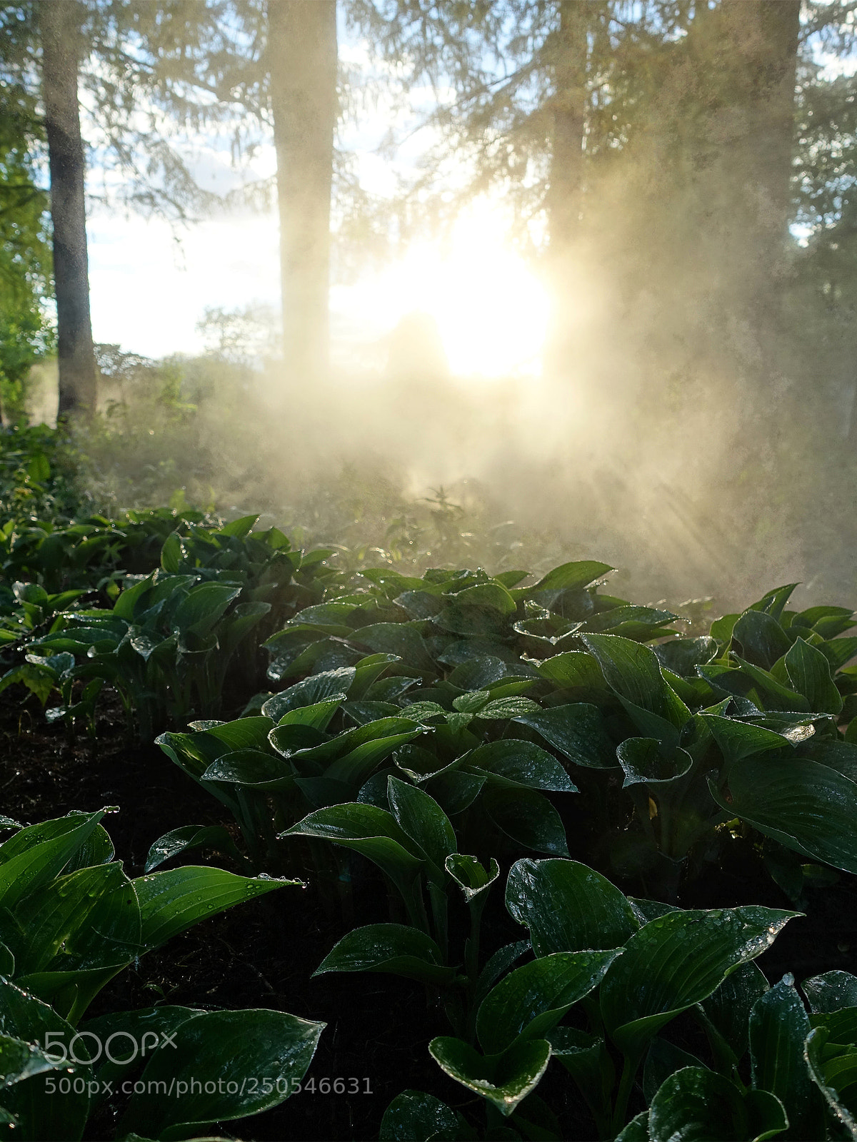 Sony Cyber-shot DSC-RX100 III sample photo. Misty ... photography