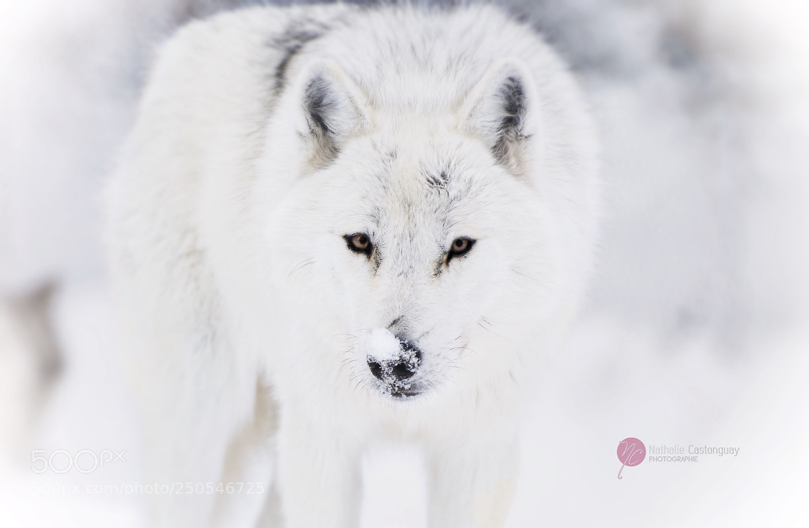 Nikon D7100 sample photo. Loup blanc photography