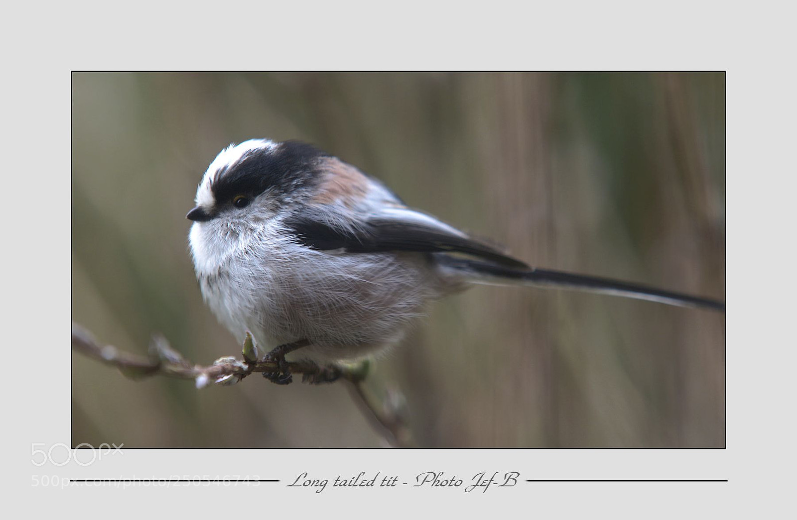 Canon EOS 70D sample photo. Log tailed tit photography